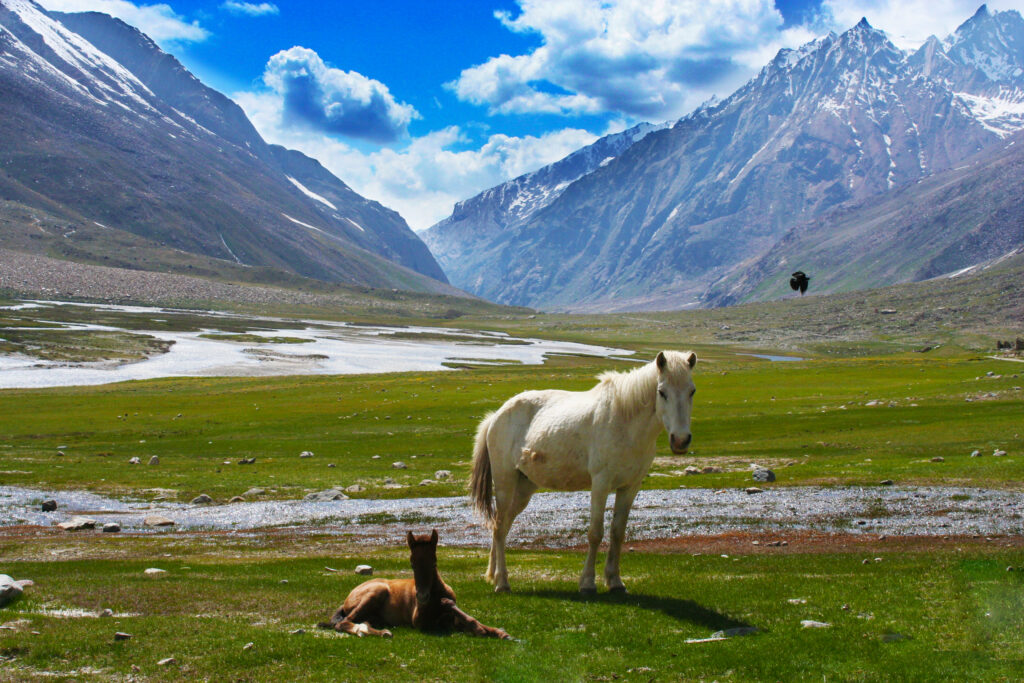 horses of ladakh